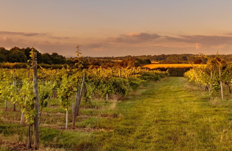 Astley Vineyard 2