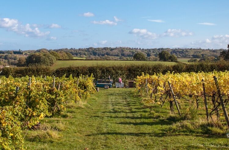 Astley Vineyard 4