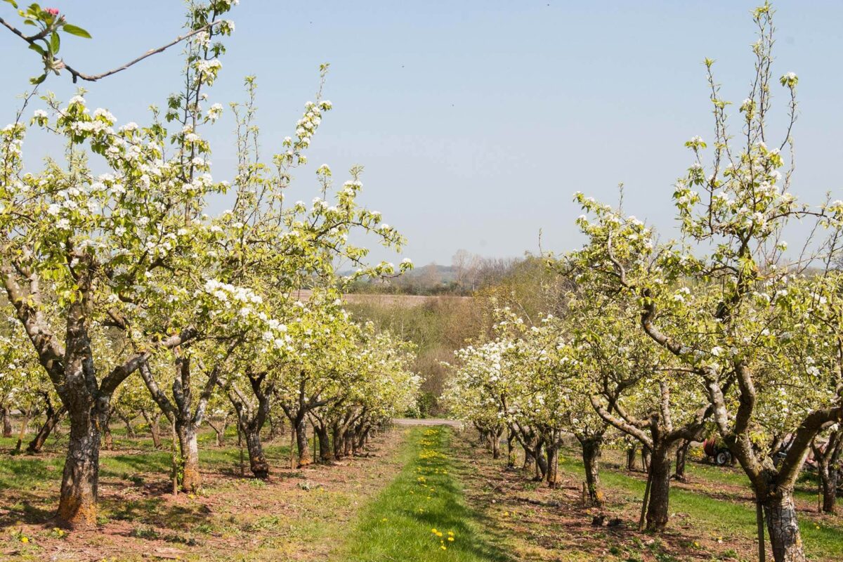 Clives Fruit Farm