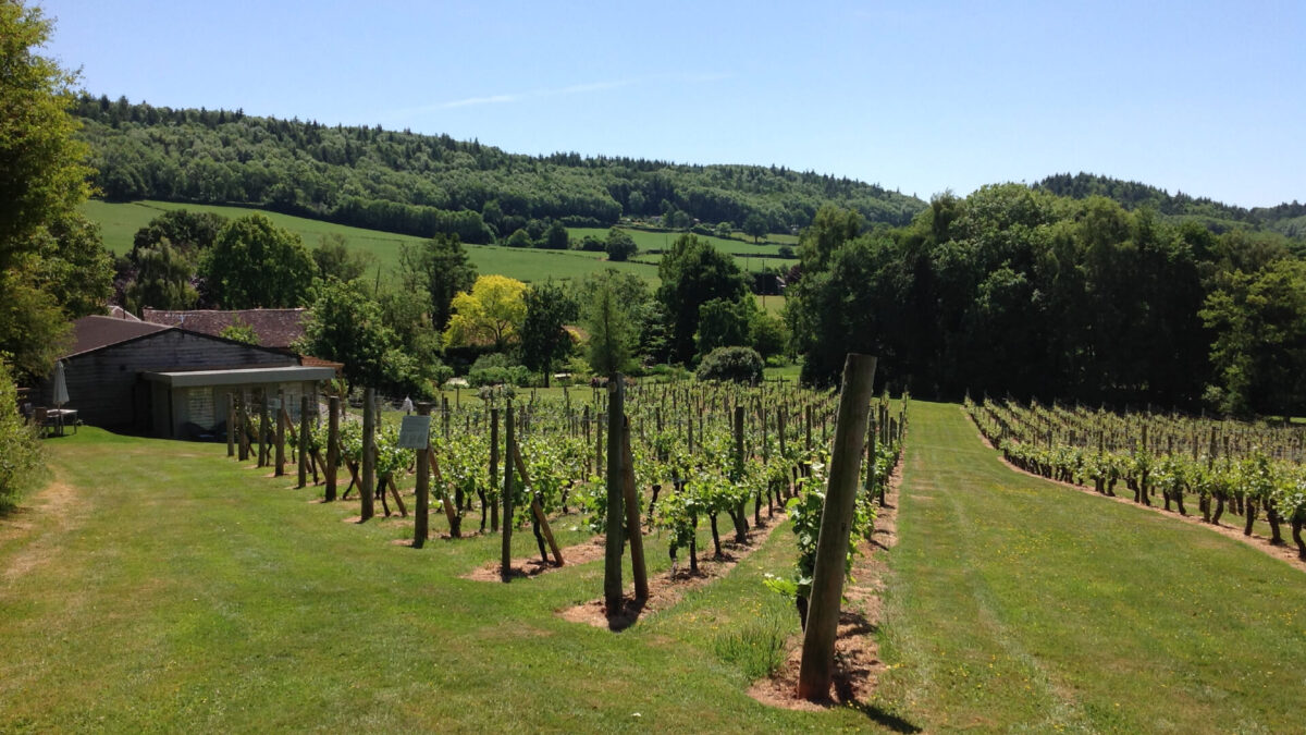 Coddington Vineyard 1 Banner