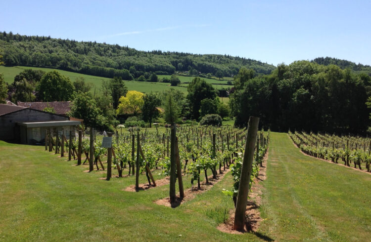 Coddington Vineyard 1 Banner