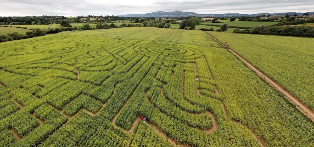 Great Worcester Maize Maze 1