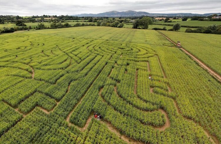 Great Worcester Maize Maze 1