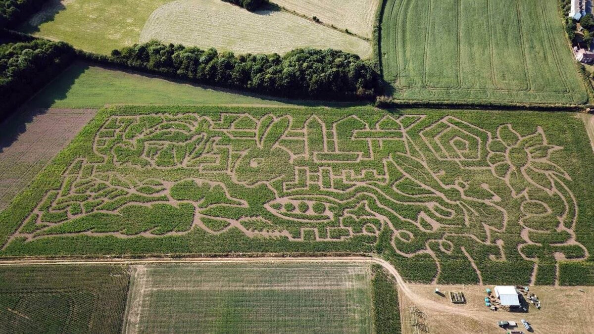 Great Worcester Maize Maze 3