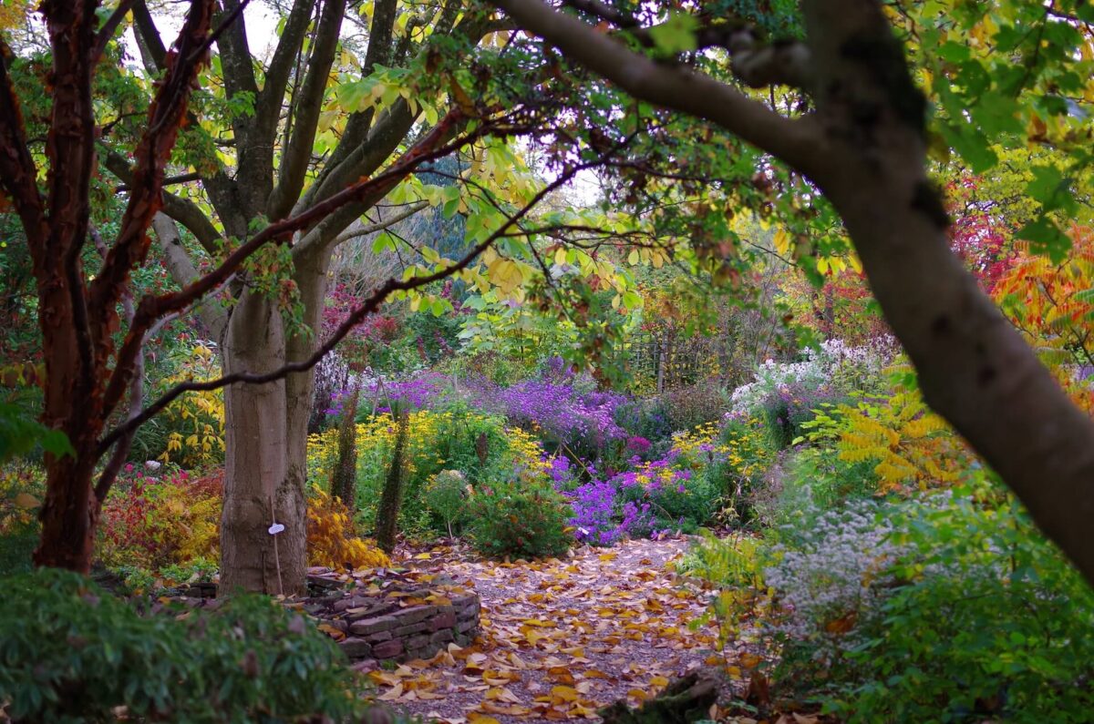 The Picton Garden Old Court Nurseries 3