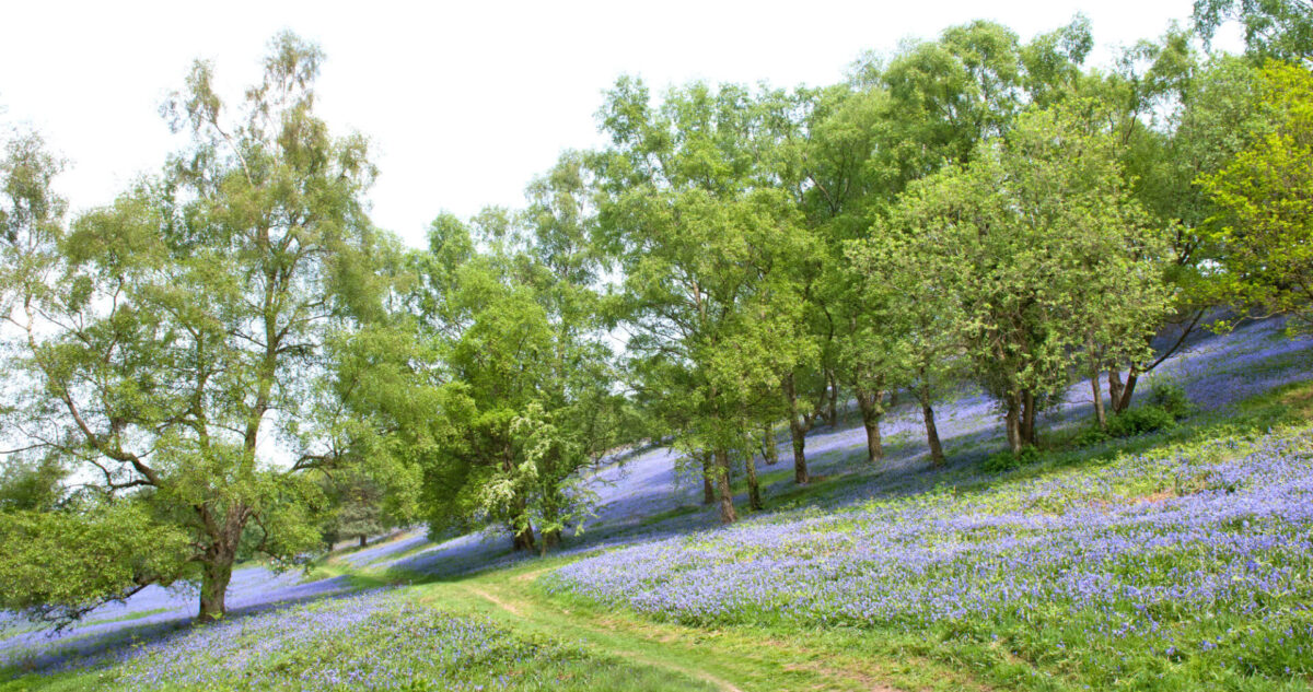 Bluebells on the Malvern Hills