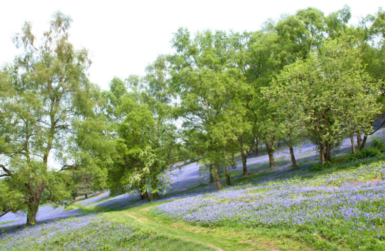 Bluebells on the Malvern Hills