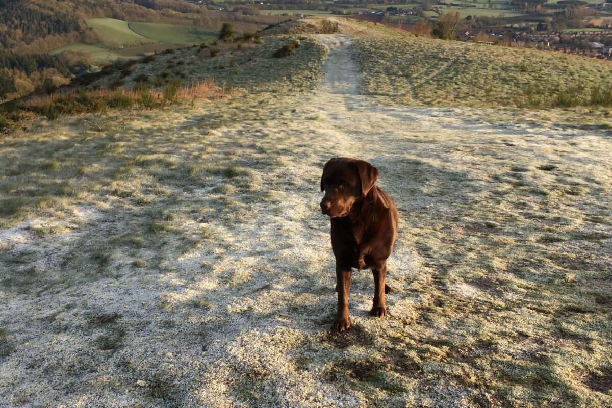 Dog Walks Around The Malverns