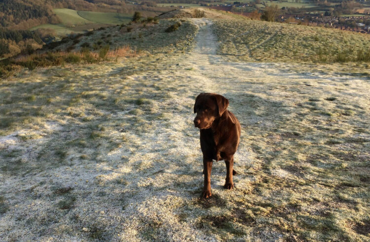 Dog Walks Around The Malverns