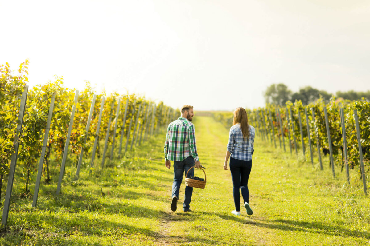 Walking through a vineyard