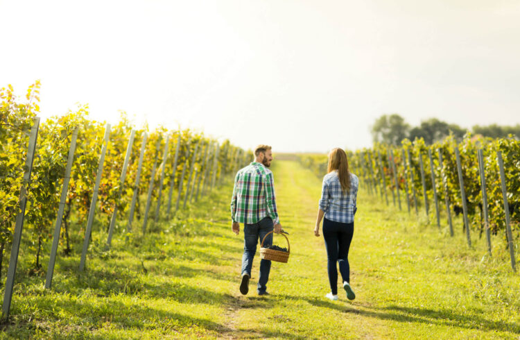 Walking through a vineyard