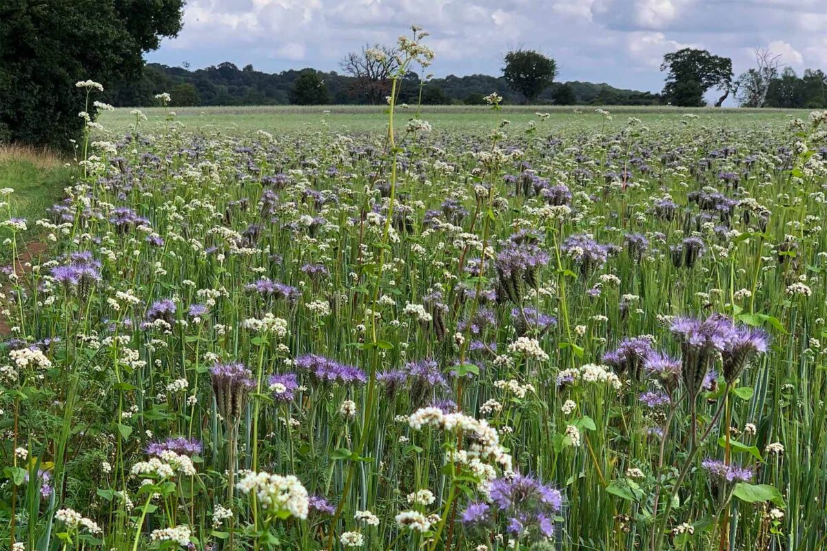 View of field on Madresfield Walk