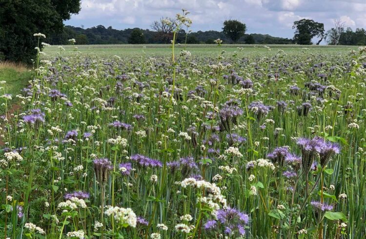 View of field on Madresfield Walk