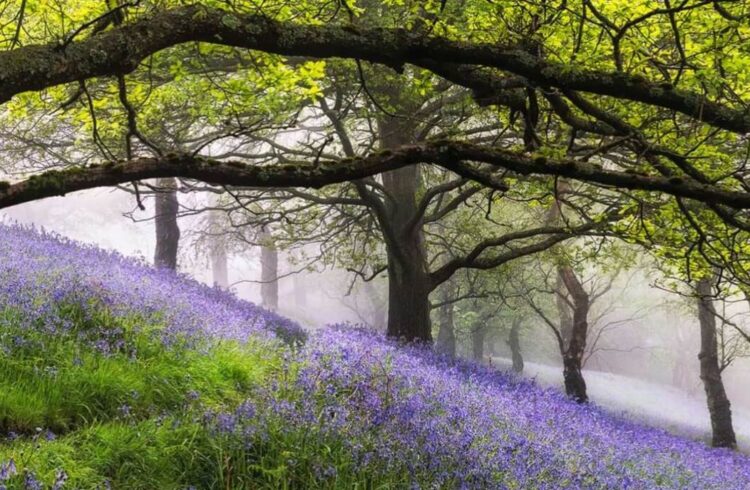 Bluebells on Jubilee Drive by Jan Sedlacek