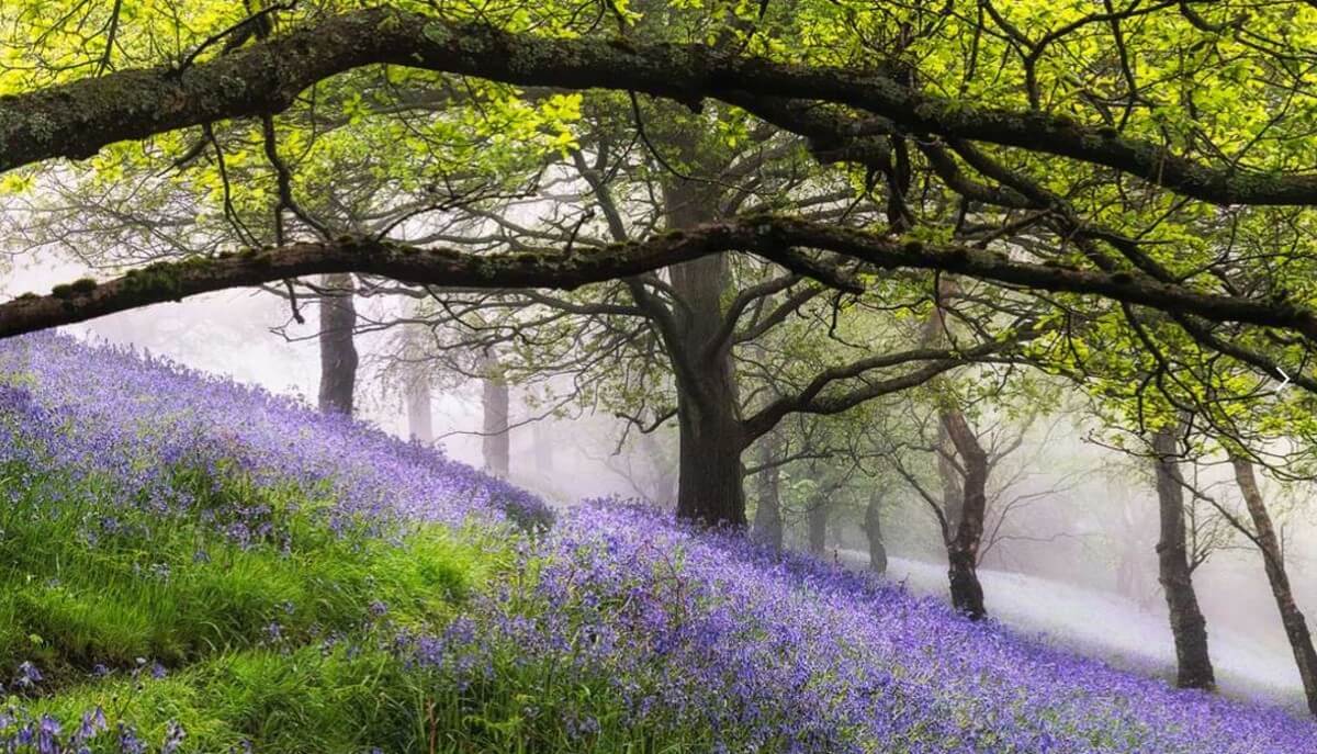 Bluebells on Jubilee Drive by Jan Sedlacek