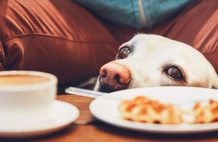 Dog in Cafe