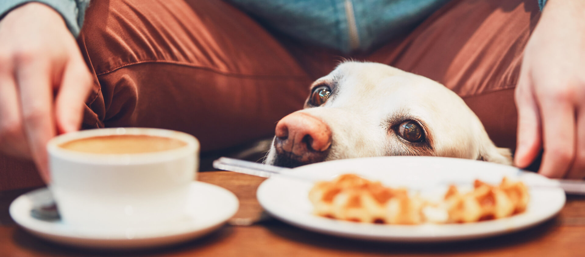 Dog in Cafe