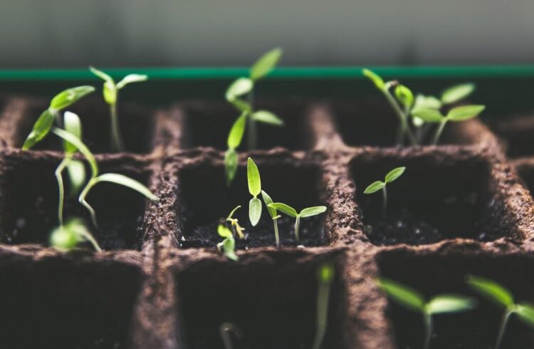 Seedlings growing