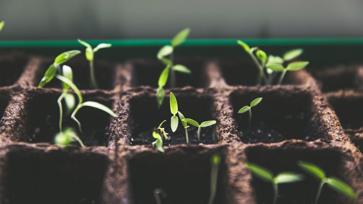 Seedlings growing