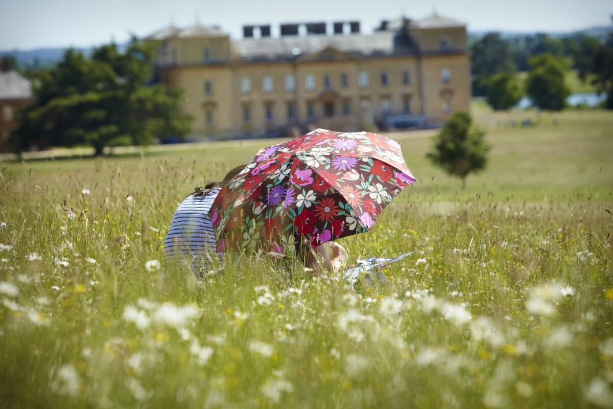 Wild flower field at Croombe