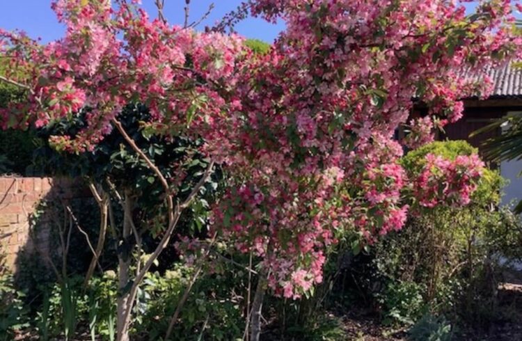 Pink blossom blooms in Hanley Castle Garden