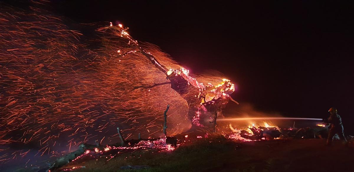 The oak tree burns orange embers against the night sky as a fireman hoses it with water