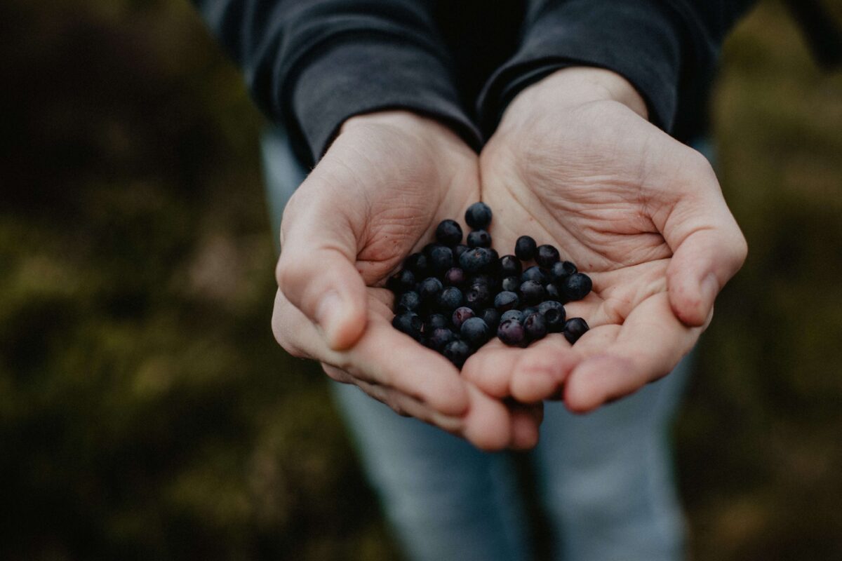 Hands holding blueberries