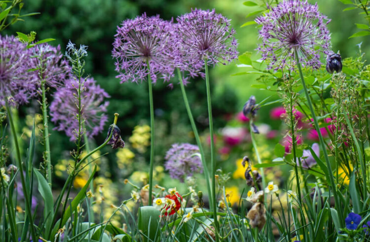 Alliums and garden summer flowers