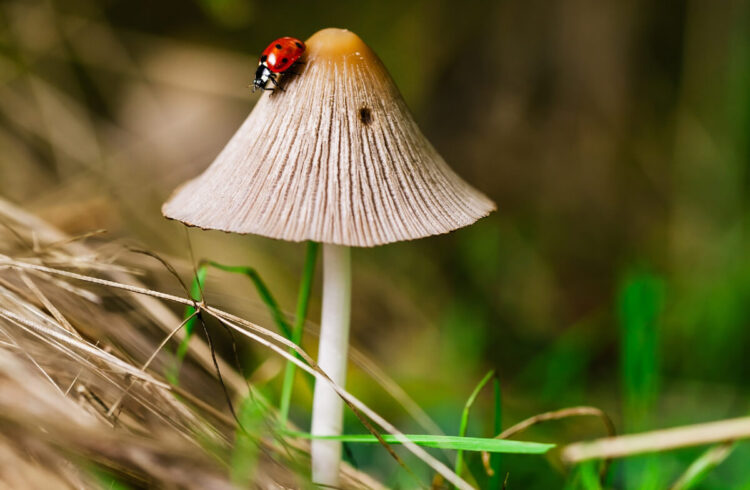 A cream coloured fungus with a ladybird crawling on it.