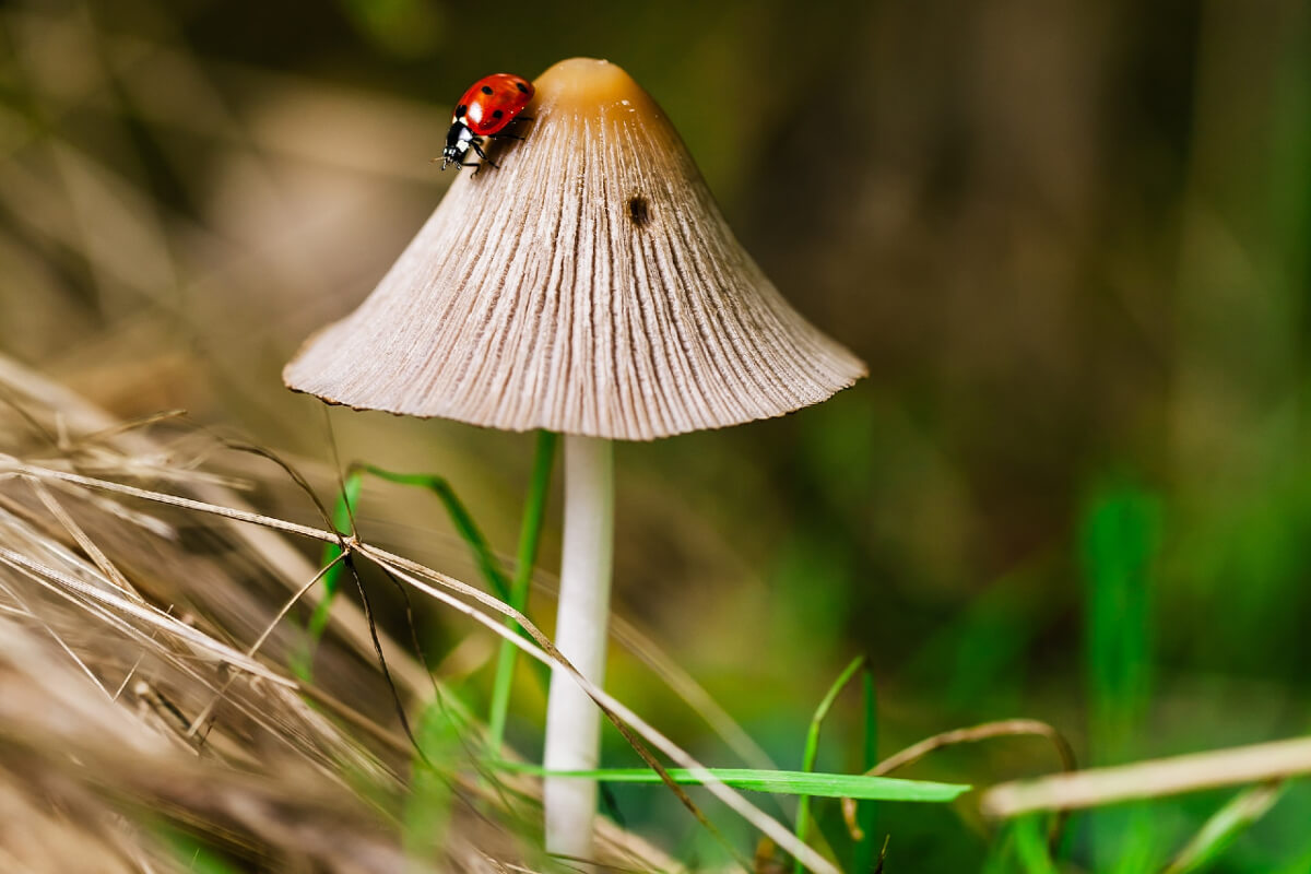 A cream coloured fungus with a ladybird crawling on it.