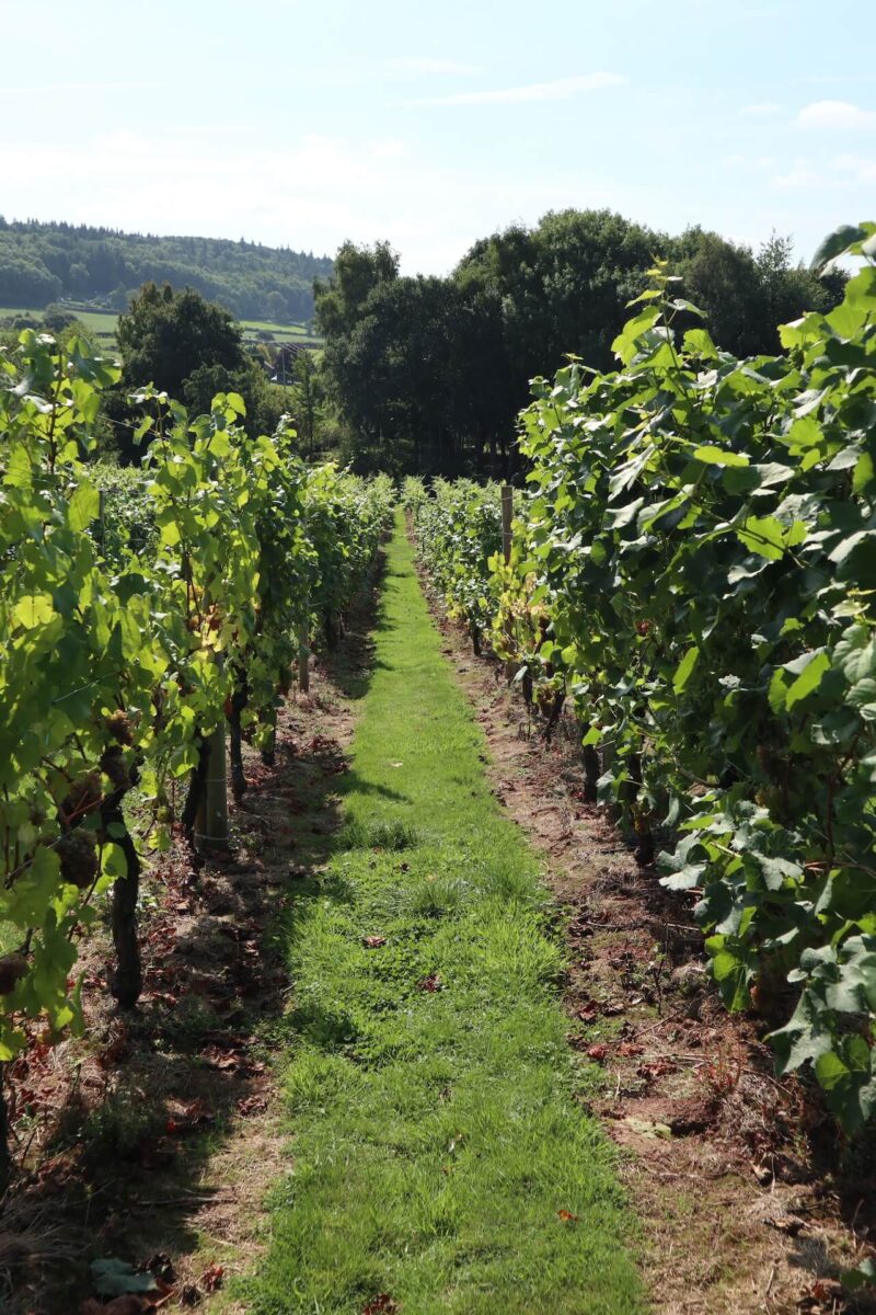 Two Churches and a Vineyard Walk