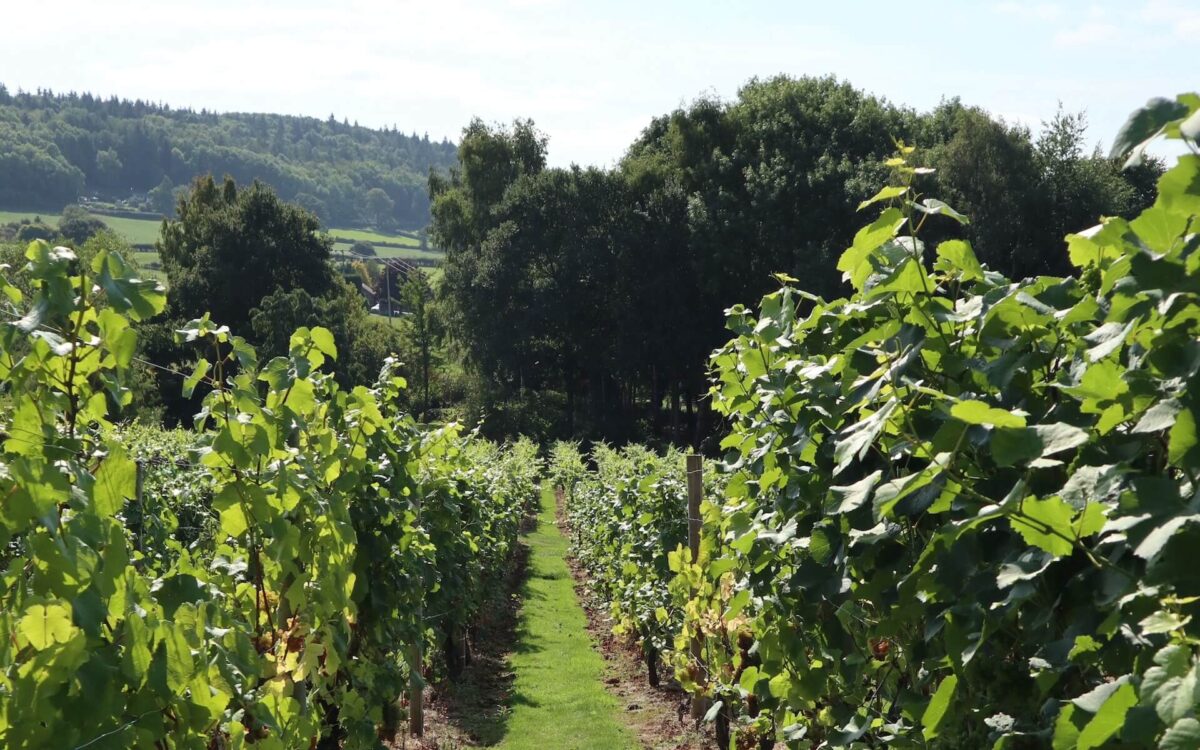 Two Churches and a Vineyard Walk