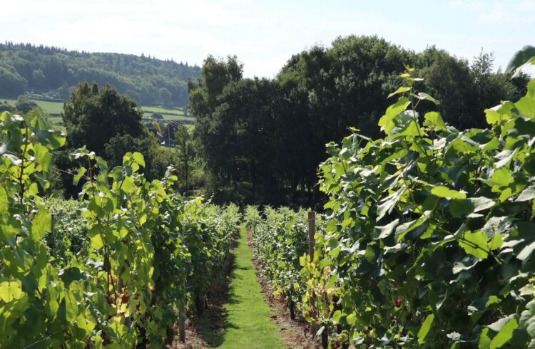 Two Churches and a Vineyard Walk