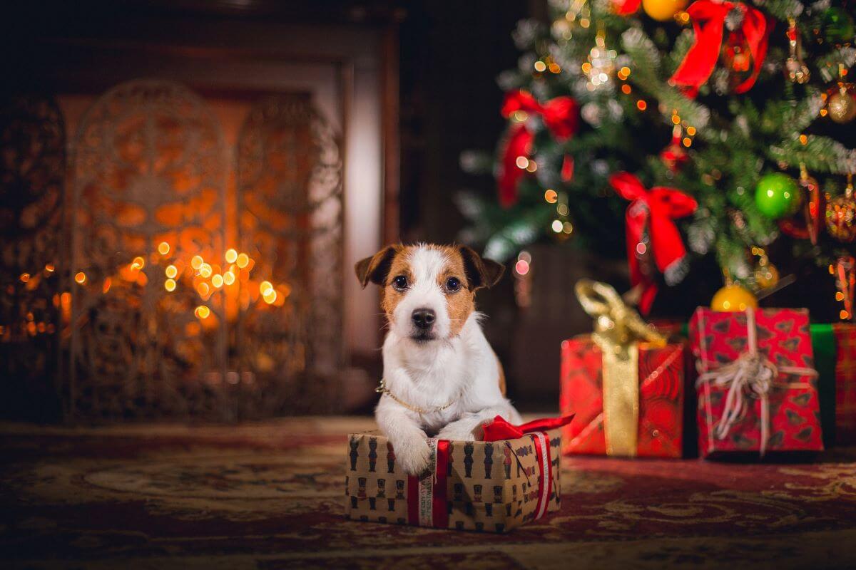 a Jack Russel dog next to a Christmas tree and lit fireplace