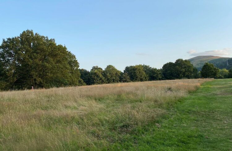 Malvern link common on a sunny summer day