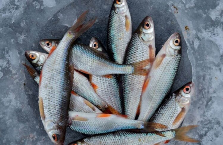 A bucket of grey fish