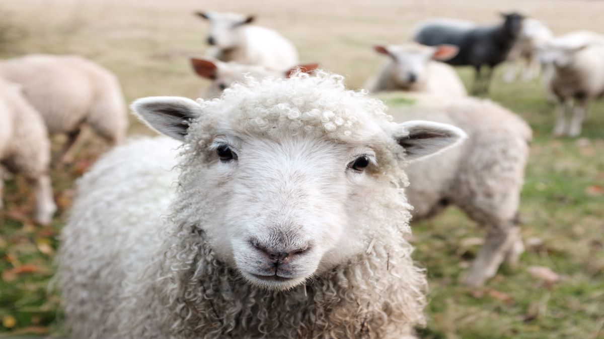 A cute sheep looking into the camera