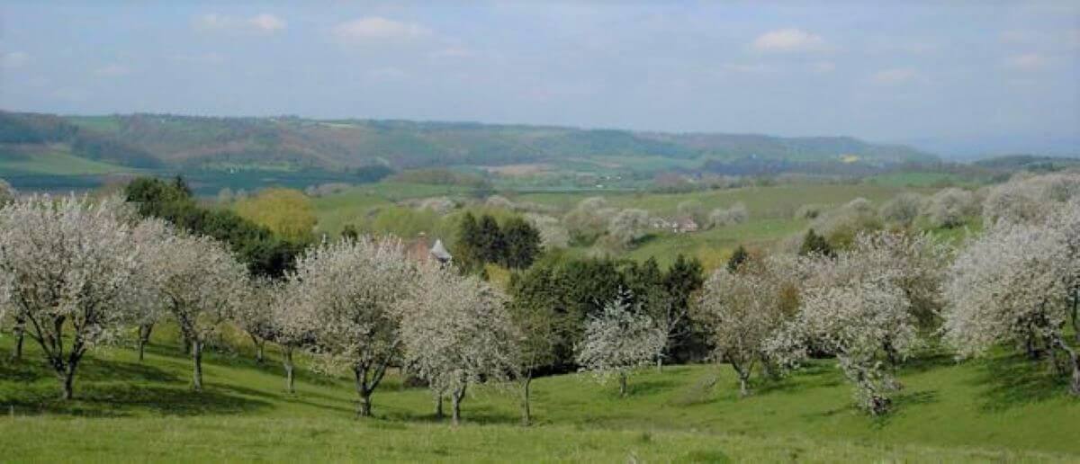 A view over rolling fields with pink blossom on the trees 