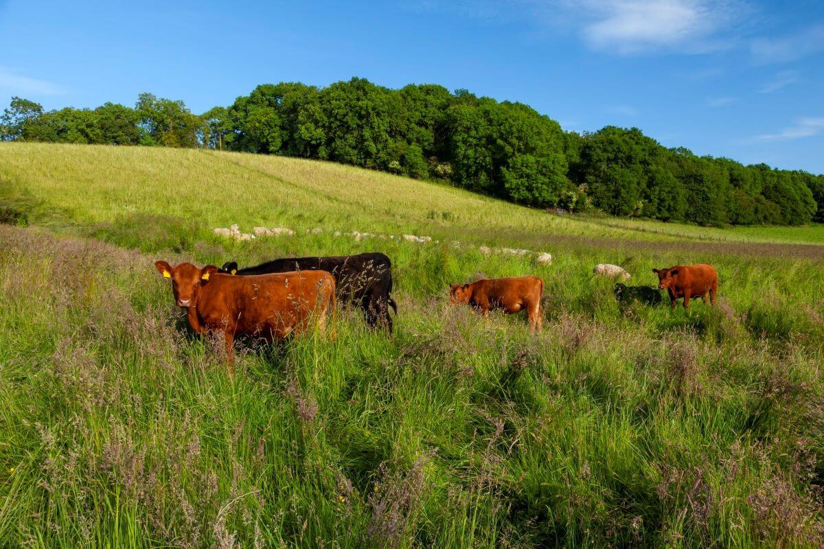 Highland cows grazing on rolling Malvern hills in sunshine