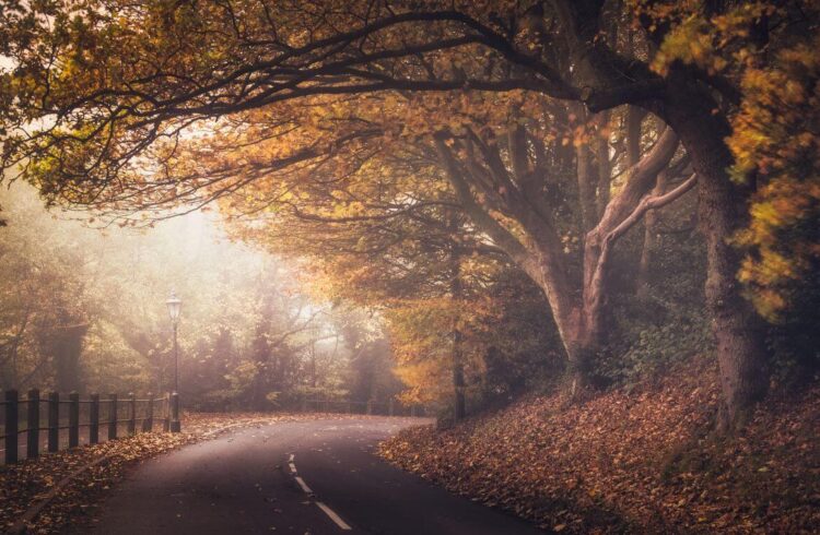 A misty road in autumn