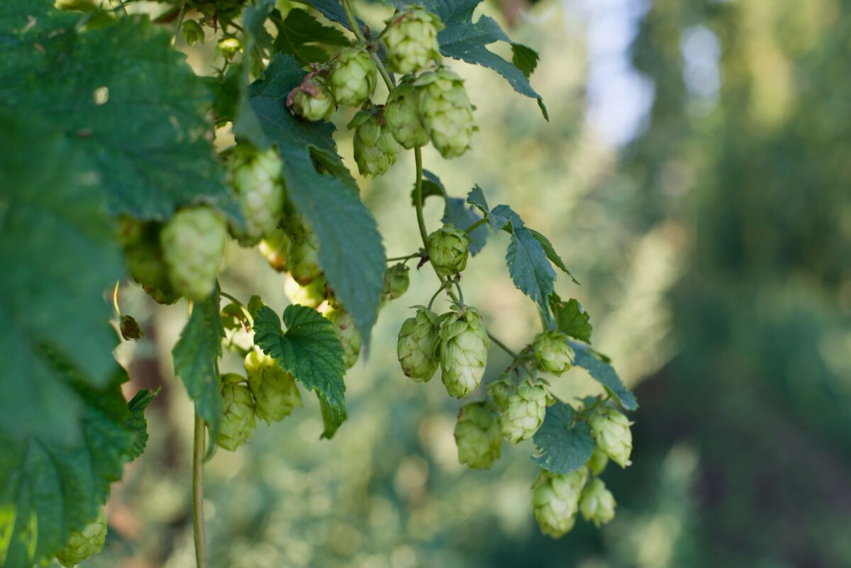 Hops growing