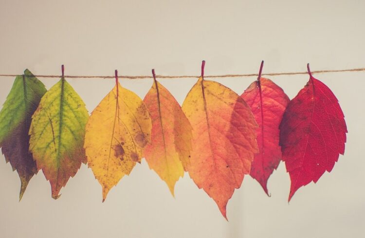 Autumn leaves of various colours ranging from green to yellow to orange to red