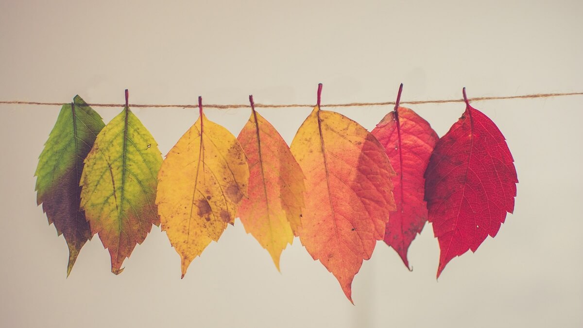 Autumn leaves of various colours ranging from green to yellow to orange to red