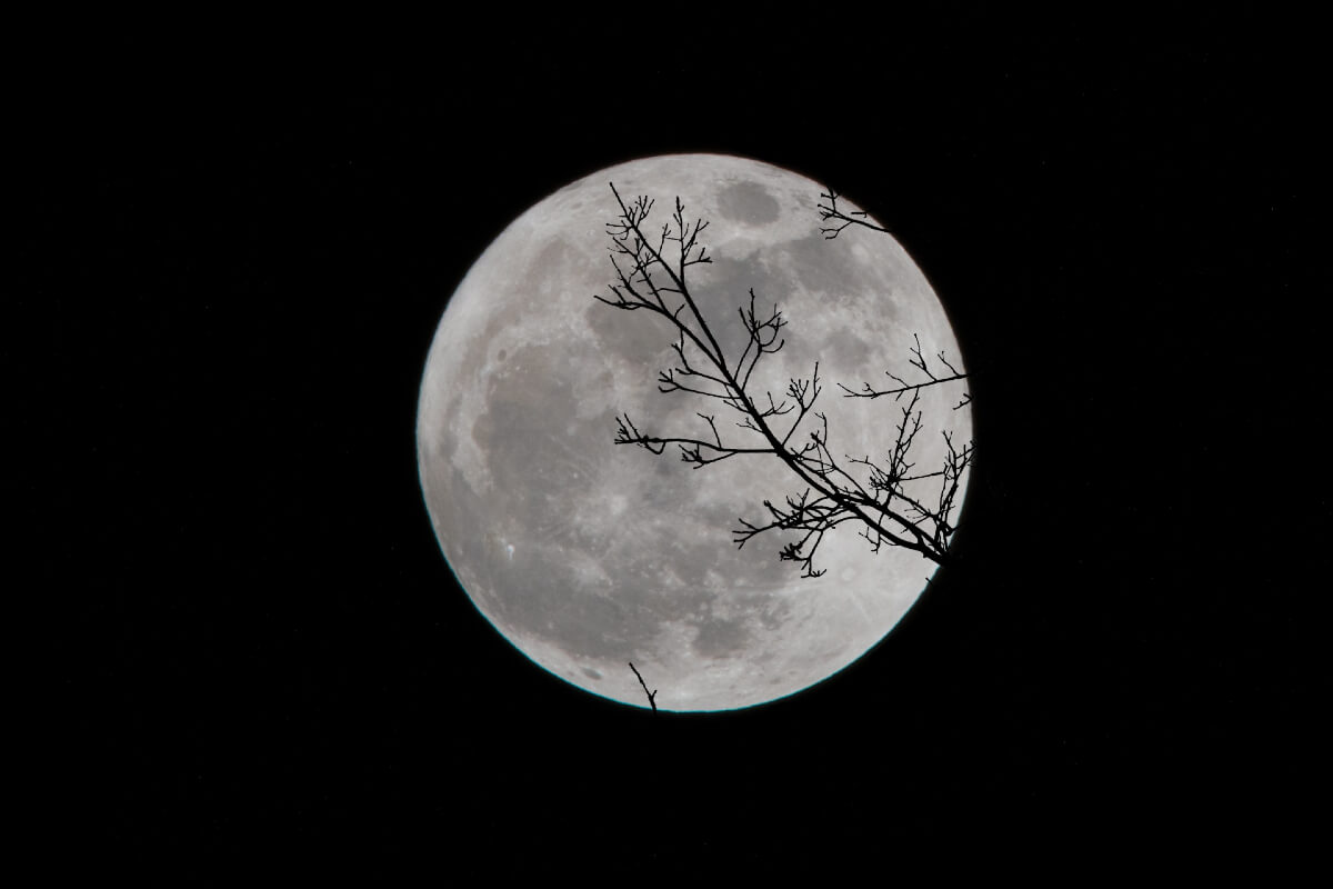 Full moon with a tree branch infront.