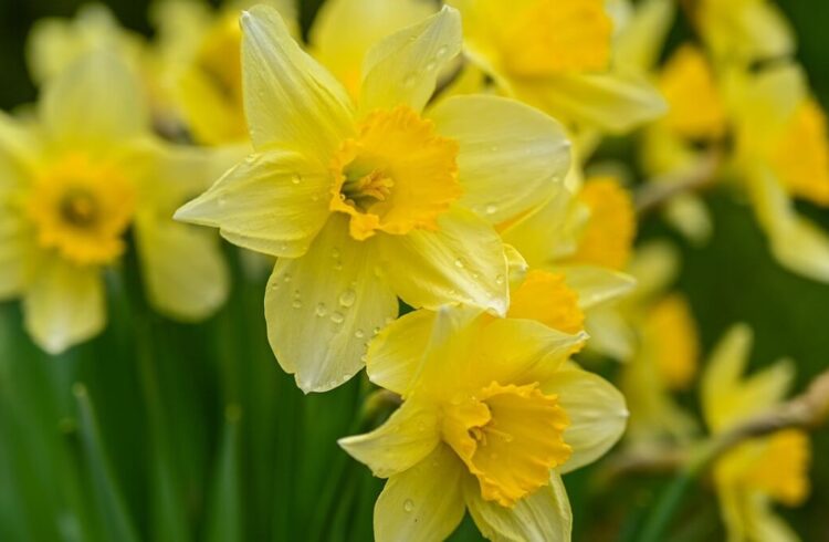 Daffodils