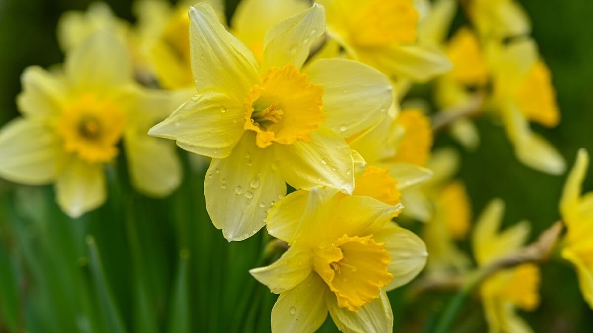 Daffodils