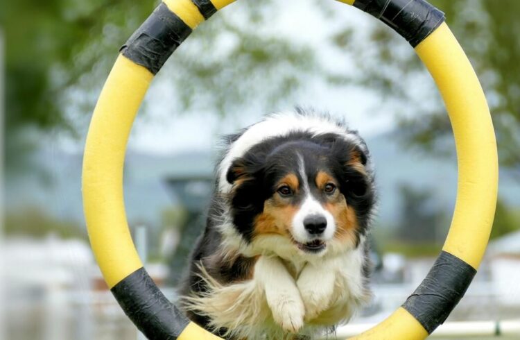 A white,, black and brown dog leaping through a hoop