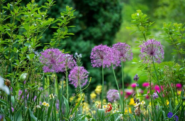 Colourful flowers in a garden