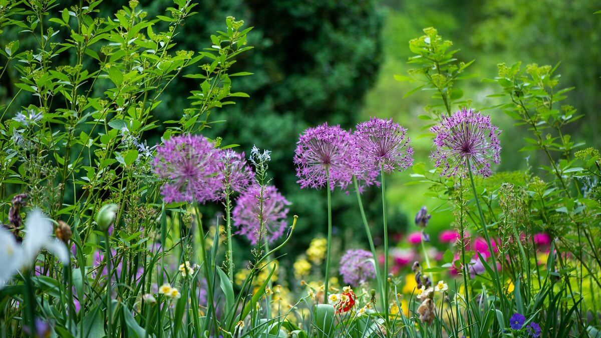 Colourful flowers in a garden