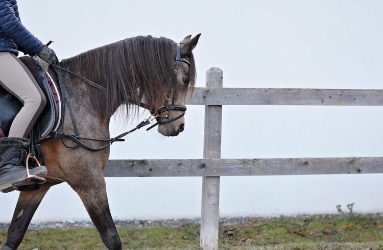 A pony being ridden through a paddock with fence in background